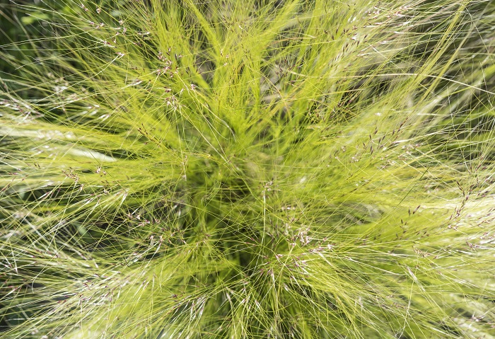 フェザーグラス  科名：イネ科  学名：Nassella tenuissima  分類：多年草  特徴：白くふわりと広がる穂が美しいオーナメンタルグラスです。大きく密集度の高い穂を広げますが、なぜか甘ったるい可愛らしさよりもかっこよさが強調されます。  育て方：乾燥に強く、日当たりが良い場所でよく育ちます。手間のかからない植物です。  パニカムの仲間 科名：イネ科  学名：panicum  分類：多年草  特徴：パニカムの仲間は非常に品種がたくさんあります。草丈も1m近くまで大きくなるので、お庭のなかで存在感を放つオーナメンタルグラスです。近くに葉が大きくしっかりした植物を合わせると、そのシャープな涼やかさがより強調されます。色も明るいグリーンから、青味がかったグリーン、赤味の強いものなど多数あります。  育て方：乾燥に強く、日当たりが良ければすーっと真直ぐに伸びてくれます。ほとんど手間はかかりません。  カリヤスモドキ 科名：イネ科  学名：Miscanthus oligostachyus  分類：多年草  特徴：明るいグリーンのフウチソウのような形状の葉を持ちます。細く軽やかな葉が風に揺れる姿が美しいオーナメンタルグラスです。 育て方：日向から半日陰まで、乾燥した土壌から多少湿った場所まで元気でいてくれる手間のかからない植物です。株で大きくなります。  パンパスグラス 科名：イネ科  学名：Cortaderia selloana  分類：多年草  特徴：パンパスグラスは、大きさもフォルムも非常に印象的なオーナメンタ印象的なです。日本のススキのような軽やかさはなく、力強く真直ぐに伸びた茎の先に魔女の箒のようなふさふさの穂を咲かせます。草丈も3ｍくらいまで生長する品種から、1ｍ程度の小型種もあります。  育て方：日当たり良く乾燥した場所で元気に生長します。草丈も高く、穂も大きく生長しますからお庭のフォーカルポイントとなるような場所にも向いています。  ペニセツムの仲間 科名：イネ科  学名：Ｐｅｎｎｉｓｅｔｕｍ  分類：多年草  特徴：ペニセツムはたくさんの品種があります。葉や茎が華奢なものから、しっかりと上に向かって真っすぐに伸びるもの、頭を垂れるように垂れるもの、明るいグリーン、銀色の穂を持つもの、ボルドーカラーの種類など、様々です。どの種類も猫じゃらしのような穂を咲かせるのが特徴のオーナメンタルグラスです。ニューサイランなど、大きく背の高いものの手前に入れると軽やかさが出ます。  育て方：日当たりのよい場所を好みます。半日陰でもいいです。ぐずぐずに湿っているような場所は好みません。とても強健で手間のかからない植物です。