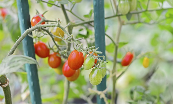 収穫前日まで使える虫 病気対策で おいしいミニトマトを育てて安心収穫 Pr Lovegreen ラブグリーン