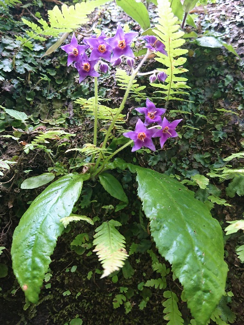 イワタバコ イワタバコの育て方