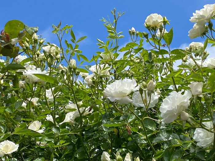 薔薇 の 花 言葉