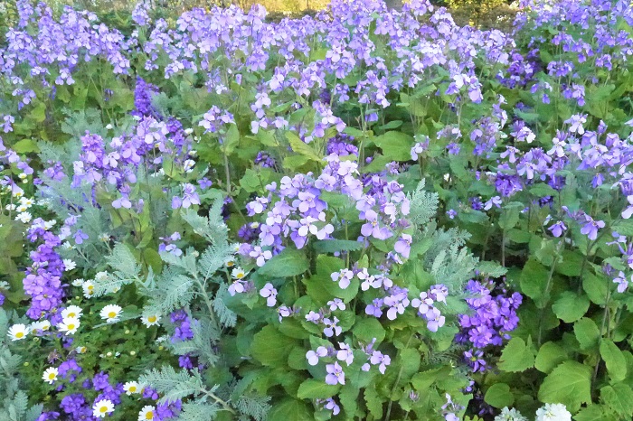ムラサキハナナの青い花の群生