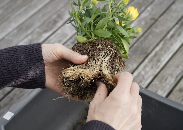 後ろ側に植えるダブル咲きのオステオスペルマムをポットから出し、根元の黄色くなった枯葉やゴミなどを取り除き、苗の底の部分の根っこを少しくずしていきます。根をくずすことで根が活性化され、植え付けた後の根の張りが良くなります。