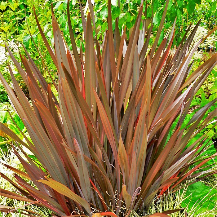 ニューサイラン 科名：リュウゼツラン科  学名：Phormium tenax  分類：多年草  特徴：先の尖った堅い葉をすっと植えに伸ばします。線の細いものが多いグラスガーデンの中で引き締め役になってくれます。明るいグリーン、斑入り、銅葉など色のバリエーションも豊富なので使い勝手のいいオーナメンタルグラスです。  育て方：ほとんど手間がかかりません。冬には葉が無くなりますが（地域によっては葉を残して越冬します）、枯れた葉を整理することで春にまた新しい葉が出てきます。  <div class="posttype-library shortcode"><div id="postMain" class="full"><article class="library-list-tax"><a href="https://lovegreen.net/library/glass/p146118/" class="clickable"></a>
   <div class="library-list-ttl clearfix">
   <h2 class="library-list-ttl-text"><span class="library-list-ttl-text-inner">ニューサイラン(マオラン)</span></h2>
    <div class="library-list-types">
    <a href="/library/type/glass" class="library-list-type">芝・グラス</a>    </div>
 </div>
  <div class="thumbnail" style="background:url(https://lovegreen.net/wp-content/uploads/2018/02/GettyImages-482674557-300x200.jpg) no-repeat center/cover;"></div>
  <div class="top-post-ttl-extext">
          <ul class="library-list-list">
          <li class="library-list-item">ニューサイラン（マオラン）はニュージーランド原産の多年草で、葉の幅は10㎝くらい、草丈1m程度の多年草です。ニュージーランドでは草丈3mを超すものもあります。現地では常緑多年草ですが、寒さに弱く日本では冬には地上部がなくなったり、葉が黄色くなることがあります。
ニューサイラン（マオラン）細く扇状に伸びる葉が特徴的で、細かい葉の植物と一緒に植えると全体の雰囲気を引き締めるオーナメントプランツとして活躍してくれます。明るいグリーンのものから銅葉のもの、白斑入りや三色の斑が入るトリカラーなども種類も多様です。日本ではあまり見られませんが、その個性的な花も印象的です。
</li>
      </ul>
      </div>
</article></div></div>  コルジリネ 科名：リュウゼツラン科  学名：Cordyline  分類：常緑低木  特徴：先の尖った葉を放射状に伸ばします。数年かけて株が大きくなります。放射状に葉を広げるので広く場所を取って植え付けます。硬さのあるテクスチャーが全体の景色を引き締めてくれるオーナメンタルグラスです。グリーンの他に赤銅色の品種もあるので、細いは明るいグリーンばかりになってしまったような場所に植えるとコントラストが楽しめます。  育て方：数年かけて株で大きくなります。放射状に葉を広げるので、植えるときには場所を広めに取りましょう。日当たり良く乾燥気味を好みます。葉の先が黒ずんできたらカットします。  ヤブラン 科名：ユリ科  学名：Liliope platyphylla  分類：常緑多年草  特徴：日向でも日陰でも乾燥していても湿っていても、ぐんぐん生長してくれる丈夫なオーナメンタルグラスです。日本に昔から自生しているので、和風庭園のイメージが強いかもしれませんが、固定観念を捨てて見てあげてください。こんなに使いやすくて便利な植物はなかなかありません。夏には薄紫の小さな花が咲き、その後に青光りする黒い実を付けます。深いグリーンの草の中からちらりと見える実は、宝石のような美しいさです。  育て方：ほとんど手間のかからない植物です。放っておいても育ちます。あまり意識がいかないような場所に植えてもいいでしょう。  <div class="posttype-library shortcode"><div id="postMain" class="full"><article class="library-list-tax"><a href="https://lovegreen.net/library/glass/p89049/" class="clickable"></a>
   <div class="library-list-ttl clearfix">
   <h2 class="library-list-ttl-text"><span class="library-list-ttl-text-inner">ヤブラン</span></h2>
    <div class="library-list-types">
    <a href="/library/type/glass" class="library-list-type">芝・グラス</a>    </div>
 </div>
  <div class="thumbnail" style="background:url(https://lovegreen.net/wp-content/uploads/2019/09/DSC_0441-1-300x200.jpg) no-repeat center/cover;"></div>
  <div class="top-post-ttl-extext">
          <ul class="library-list-list">
          <li class="library-list-item">ヤブランは、すっとした葉を伸ばす常緑のグラウンドカバーの定番です。濃いグリーンのものから、白やクリーム色の斑入りなど、最近では園芸品種も多く出回っています。「リリオペ」という学名で呼ばれることもあります。
ヤブランは非常に乾燥に強く、日陰にも強いので、過酷な環境にもよく耐えます。昔から日本の庭園によく使用されているため、「和風」のイメージが強い植物ですが、和にも洋にもよく似合います。日向から半日陰くらいであれば8月～10月にかけて薄紫色の花を咲かせます。花の後に付ける深い黒の実も美しく魅力のひとつです。
</li>
      </ul>
      </div>
</article></div></div>