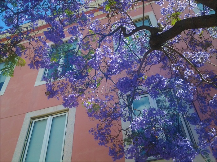 日本国内でもジャカランダの花を見ることが出来る場所があります！  青紫の煙のように咲き誇るジャカランダの花。真っ青な空と青紫の花のコントラストは、どんなに美しいでしょう。枝いっぱいに花を咲かせるジャガランダを自分の目で見に行ってみませんか。  宮崎｜ジャカランダの森 日本では見るのは難しいというジャガランダの花ですが、日本でもジャカランダの群生林が存在する場所があります。宮崎県にある「ジャカランダの森」です。ここには約1000本のジャカランダが植えられていて、時期になると満開のジャカランダの花が見られます。  所在地：宮崎県日南市南郷町贄波3236-3　宮崎県総合農業試験場亜熱帯作物支場内  問い合わせ先：0987-64-0012　  熱海｜ジャカランダ遊歩道 熱海の駅からほど近い海岸沿いにも、ずらりとジャカランダが植えられている遊歩道があります。初夏の日差しを浴びながら、青紫に煙るようなジャカランダの花を眺めながらお散歩できます。真っ青な空に青紫のジャカランダ、横に目を向ければ海という絶景です。  所在地：静岡県熱海市東海岸町15　お宮緑地内  問い合わせ先：0557-86-6218  東京｜夢の島熱帯植物館 都内の熱帯植物館にもジャカランダの木があります。身近なところでジャカランダの花を見ることが出来ます。  所在地：東京都江東区夢の島2-1-2  問い合わせ先：03-3522-0281  <div class="posttype-spot shortcode"><div id="posts" class="full"><article><a href="https://lovegreen.net/spot/p111415/" class="clickable"></a>
   <div class="spot-list-ttl clearfix">
   <h2 class="spot-list-ttl-text"><span class="spot-list-ttl-text-inner">夢の島熱帯植物館</span></h2>
  <div class="spot-list-types">
    <a href="/spot/tokyo" class="spot-list-type area area-kanto">東京</a>    <a href="/?sp_type=botanical-garden&s=&spot=1" class="spot-list-type">植物園</a>  </div>
 </div>
  <div class="thumbnail" style="background-image:url(https://lovegreen.net/wp-content/uploads/2017/08/DSC_0811-1-300x200.jpg);"></div>
  <div class="top-post-ttl-extext">
    <ul class="spot-list-list">
      <li class="spot-list-item"><span class="spot-list-item-ttl">最寄駅 : </span>新木場駅</li>
      <li class="spot-list-item"><span class="spot-list-item-ttl">アクセス : </span>【電車利用】東京メトロ有楽町線、JR京葉線、りんかい線、 『新木場駅』下車、徒歩13分【バス利用】「夢の島」バス停下車、徒歩5分</li>
      <li class="spot-list-item"><span class="spot-list-item-ttl">住所 : </span>江東区夢の島2-1-2</li>
    </ul>
    <p class="spot-list-detail"><span class="spot-list-detail-text">《個人》　一般／250円　65歳以上／120円　中学生／100円<br />
《団体（有料入場者数が2 0 人以上の場合）》　一般／200円　65歳以上／90円　中学生／80円<br />
　※小学生以下、および都内在住・在学の中学生は無料<br />
　※障害者手帳・愛の手帳・療育手帳をお持ちの方と、その付添者1 名まで無料です<br />
《年間パスポート》　一般／1,000円　65歳以上／480円</span></p>  </div>
</article>
</div></div>  東京｜代官山旧山手通り沿い 代官山ハリウッドランチマーケットの前辺り。ひと際背の高い木があります。幹に「ジャカランダ」と名札が付いています。花の時期に大きな木を見上げると、きれいな青紫色の花が確認出来ます。
