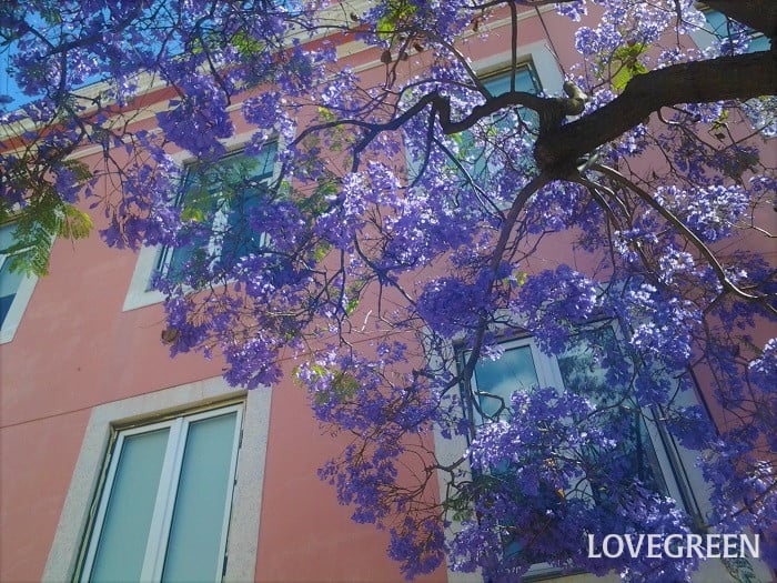 ジャカランダ ジャカランダ