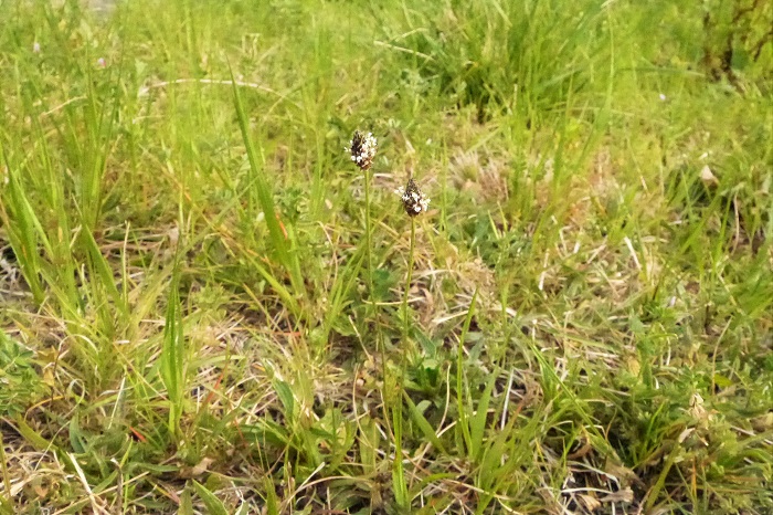 ■学名：Plantago lanceolata  ■科名：オオバコ科オオバコ属  ■分類：多年草  ■花期：4～7月  葉はオオバコをもっと細くしたような葉で横にも広がりますが上にも伸びます。中心部から先端が黒いつくしによく似た花茎を伸ばします。この黒い部分が花で、その周りに付いている火花のような小さなものは雄しべです。  とても特徴的な草姿をしているのでふと視界に入ってくると気になってしょうがない植物です。