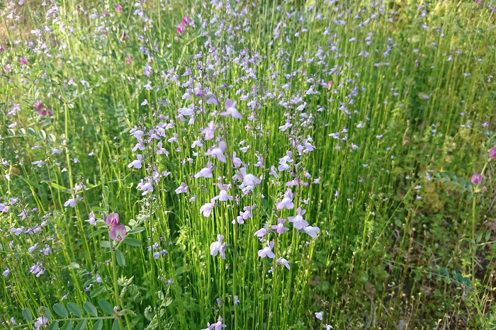 ■学名：Nuttallanthus canadensis  ■科名：ゴマノハグサ科マツバウンラン属  ■分類：一、二年草  ■花期：4～6月  山野や人が入らないような場所、日当たりのいい斜面などに自生します。こぼれ種で増えて行くので見かけるときは群生していることが多い植物です。花色は淡い紫色で風に揺れる姿が美しい花です。  ソメイヨシノが咲く頃、マツバウンランも咲き始めます。葉が松葉のように細く、花がウンラン（リナリア）に似ているというのがマツバウンランの名前の由来です。  群生している姿がとても美しいのですが、あまり見かけないのは、新芽が松葉のように細く小さいので生長する前に雑草として抜かれてしまうからのようです。