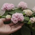 山紫陽花は日本各地に古くから自生する野生種の紫陽花です。 可憐で小さな花と細い茎は可愛らしく繊細な様子をしています。 今回は山紫陽花の育て方と剪定方法や時期、土の成分によって、虹色に変化しやすい紫陽花と土の関係をご紹介させていただきたいと思います。
