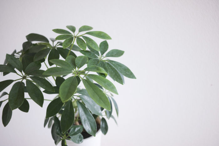 忙しい人にもオススメ 乾燥に強い植物12選 Lovegreen ラブグリーン