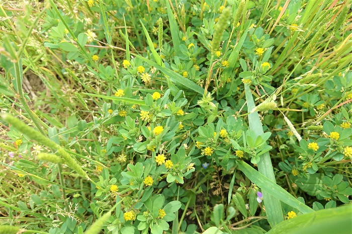 ■学名：Trifolium dubium  ■科名：マメ科シャジクソウ属  ■分類：一年草  ■花期：4～6月  山野や田畑などに自生している一年草です。草丈短く地際を這うように広がります。グリーンの葉の中に明るい黄色の小さな花を咲かせます。どこにでも生えている品種ではありませんが、群生しているところに出会うと、その小さな明るい黄色の花の可愛さに立ち止まって見入ってしまいます。