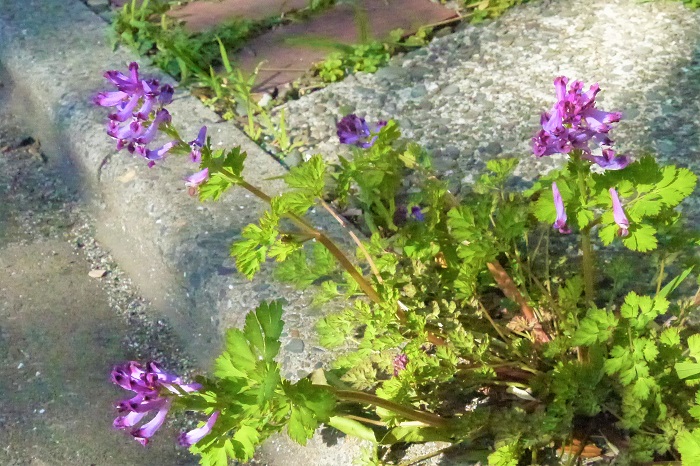 ■学名：Corydalis incisa  ■科名：ケシ科キケマン属  ■分類：越年草  ■花期：4～6月  春に道端や山野など、ちょっとひっそりとした半日陰で咲く紫色の花です。高さは5cm程度、花は2cmくらいのラッパのような形状をしていて、花色の鮮やかな紫と共に目を引きます。葉もセリの葉のように切れ込みが多く、華奢で柔らかいグリーンをしています。