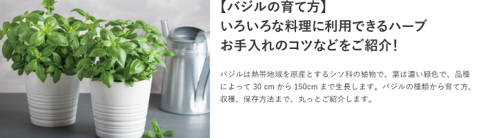 バジルの育て方 種まき 植え付けから切り戻し剪定 保存法など大切なポイント Lovegreen ラブグリーン