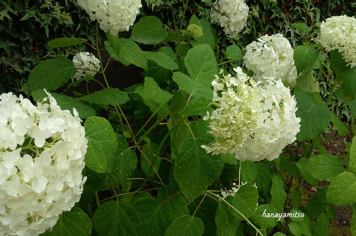 科名：アジサイ科 学名：Hydrangea arborescens Annabelle 分類：多年草 花期：6～8月 特徴： 高さ1～1.5mくらいにまで成長するアメリカアジサイです。まん丸に咲く花は、咲き始めはグリーンで時間の経過とともに白に変わっていきます。花は秋まで放っていてベージュのドライフラワーのような状態まで楽しめます。緑が茂る庭の中でひと際明るい存在となります。  育て方： 日本のアジサイと違って秋までに剪定すれば、翌年の花が楽しめます。11月くらいまでに剪定するようにしましょう。乾燥が苦手ですから、株元をしっかり観察して、乾いているようであれば水やりをします。