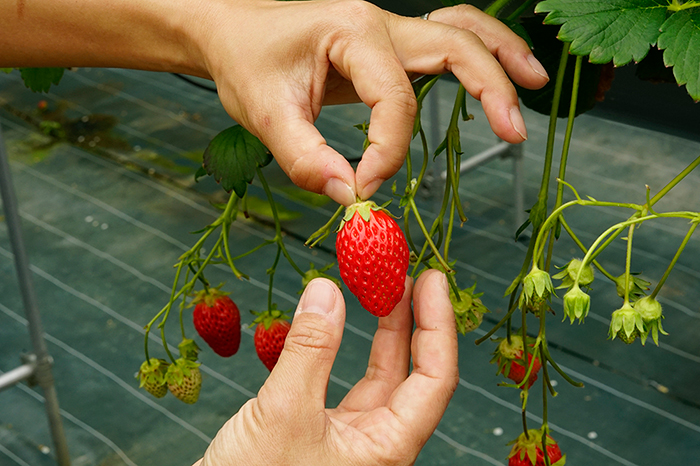 まずいちごの果実を利き手で持ち、反対側の手で茎を軽くつまみます。
