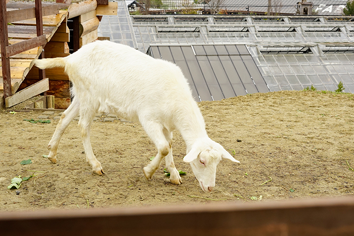 the Farm UNIVERSAL OSAKAでお買い物したり、フクロウやヤギを見たりもできます。