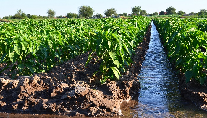 灌漑とは畑や田んぼを作るときに水路をひく方法のことです。灌漑が必要な地域というのは、その土地の気候条件だけでは作物が育たないために工夫をしています。灌漑農法といいます。これは乾燥地でよく行われる方法ですが、乾燥地で雨が少ない場合、土や農作物から水分が蒸散する速度のほうが、土に補給される水の量を上回ったとき、地下に蓄積されていた塩分が地表に上昇してきます。すると、その土壌の塩分濃度が上昇し、作物を植えると浸透圧が変化し、水分を吸えなくて干上がってしまう・・・といった塩害が発生します。