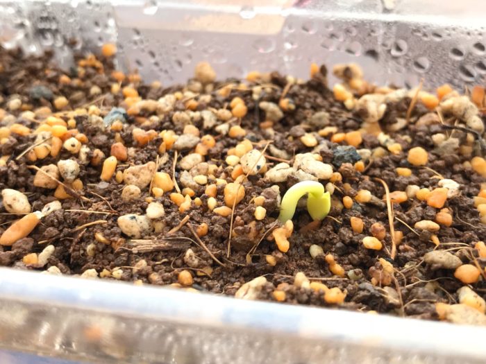 種まきをしてから4日後、3/11には発芽し、3/13日には発芽した新芽が土の中から出てきました。まだ双葉が下を向いていて、これから空に向かって成長し始めます。可愛いですね。