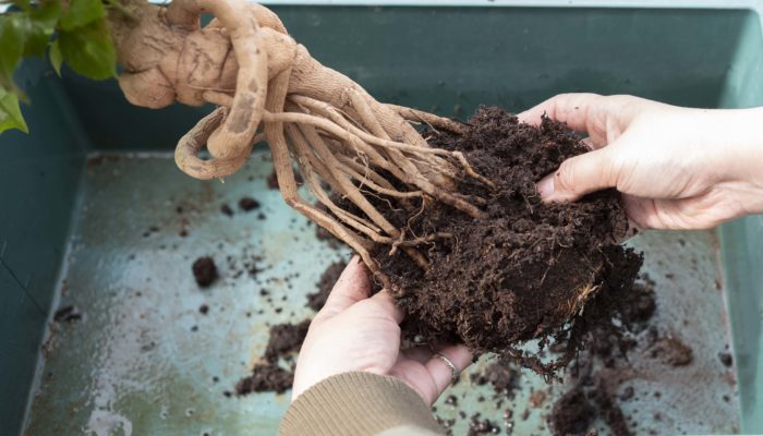 根の状態を確認したら、優しく根鉢を崩して古い土を取り除きます。このとき根を傷つけないようにします。柄の長いピンセットや棒を根鉢に対して縦に髪をとかす用に動かすと簡単に根鉢が崩れます。