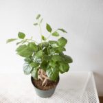 ヘテロパナックス フレグランスの育て方 Lovegreen ラブグリーン