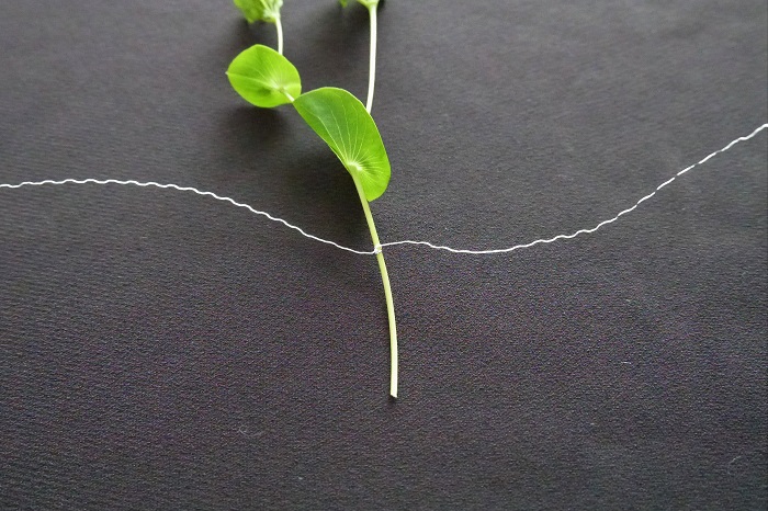 2回巻きつけたら、ワイヤーをきゅっと捩じるようにして留めます。花は水分がなくなっていくと茎が細くなり、ワイヤーから抜け落ちてしまいます。折れない程度にしっかりとワイヤーを締めます。