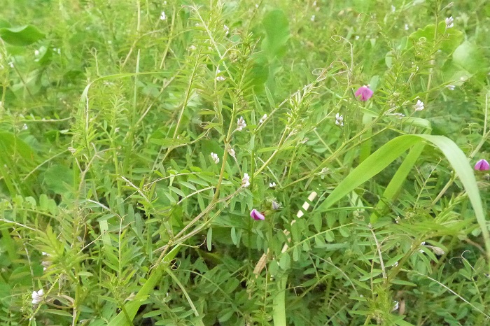 ■学名：Vicia hirsuta  ■科名：マメ科ソラマメ属  ■分類：越年草  ■花期：3～5月  野原は河原、花壇や植え込みなど、日当たりが良く開けた場所で見かける植物です。カラスノエンドウの近くに生えているのを良く見かけます。カラスノエンドウより小さいのでスズメノエンドウというのが名前の由来です。  葉も花も小さく、良く見ないと花が咲いていることも見逃してしまうような植物ですが、その魅力に気が付いてしまったら、いつまでも見ていたくなるような可愛らしさです。