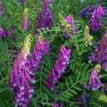 名前がわかる！花が可愛い雑草を花色別にご紹介！｜春編