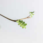 ソフォラ ミクロフィラの育て方 Lovegreen ラブグリーン