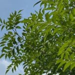 シマトネリコの育て方 Lovegreen ラブグリーン