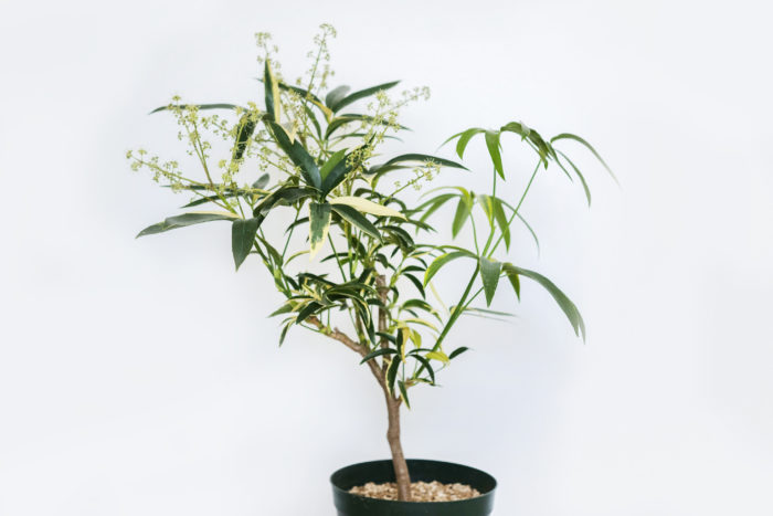 観葉植物とは 初心者向けの定番から個性派まで 人気の種類と基本の育て方 Lovegreen ラブグリーン