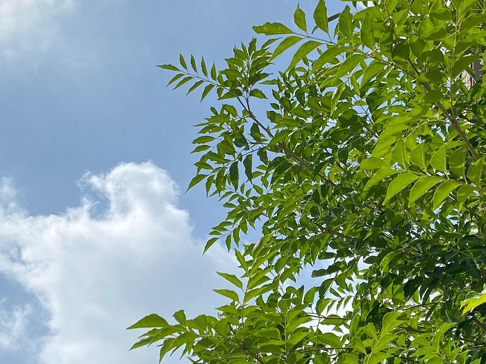 シマトネリコの葉は、小さな葉が密に生えるので見栄えがすること、洋風の庭でも和風の庭でも合うのも人気の理由です。1本立ちもありますが、最近人気があるのは株立ちの樹形です。