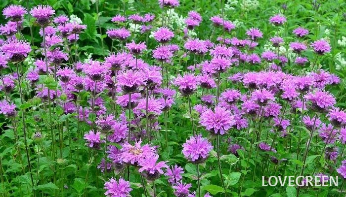 夏の花でガーデニング｜暑さに強い花～多年草（宿根草）　モナルダ