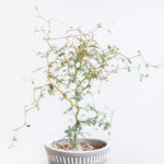 ソフォラ ミクロフィラの育て方 Lovegreen ラブグリーン