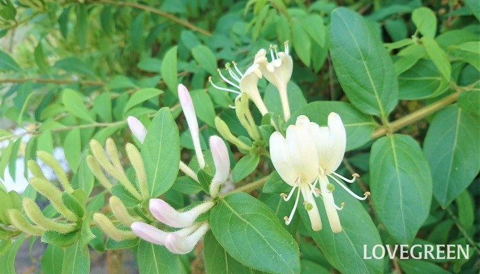 日本だけなく、世界中で愛されるスイカズラ（ハニーサックル）の花。ここでは各国の名前を紹介します。 和名：吸葛（スイカズラ）、忍冬（ニンドウ）、金銀花（キンギンカ） 英名：Honeysuckle（ハニーサックル）、Woodbine（ウッドバイン） 仏名：Chevrefeuille（シェーブルフォイユ） 伊名：Caprifoglio（カープリフォリオ）