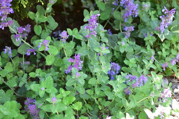 キャットミント（ネペタ）は、シソ科の宿根草で鑑賞用のハーブ。初夏から秋まで開花期間がとても長い草花です。色は淡い紫系、ピンク、白があります。横に広がって生長するのでグランドカバーとしても利用できます。
