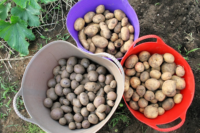 Photo by:岡井路子  ジャガイモは毎年3品種作ってます。