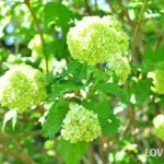 ビバーナム　スノーボール　【品番3474】 ebe9581d90ed95a47602db14fb8018