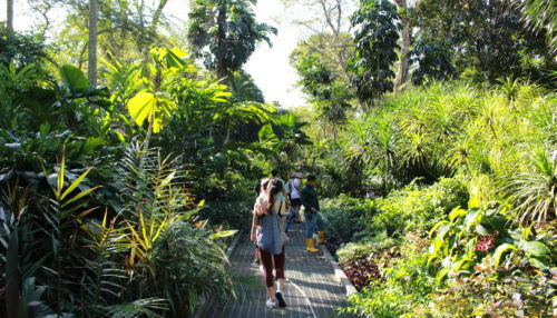 広大な公園内はテーマごとにきれいに整備されており、シンガポールならでは南国の植物を、ゆっくりと鑑賞できるようになっている。その広さは約63ha、東京ドーム約13個分！です。そのような広さの公園内をくまなく観て周ると半日はかかってしまうため、しっかりした暑さ対策が必要です。私はいつも朝一番に公園に行き、お昼過ぎまでの気温が上がる頃までに散策をするようにしている。