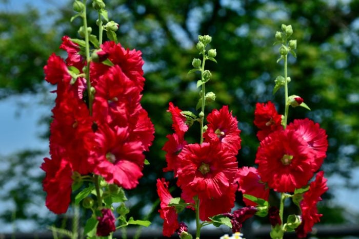 Canva画像 タチアオイ ホリホック