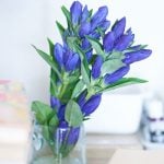 リンドウ　竜胆　育て方　　花言葉　誕生花　8月31日