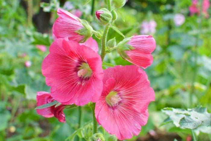 Canva画像 タチアオイ ホリホック