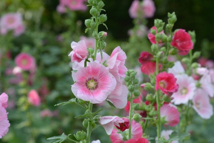 Canva画像 タチアオイ ホリホック