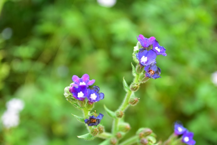 アルカネットはムラサキ科の多年草で初夏から夏の間、とてもきれいな深いブルーの花が開花します。草丈が50～100ｃｍくらいにはなるので、花壇向きの草花です。
