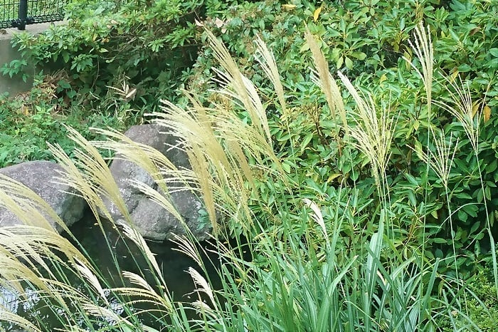 ススキ ススキ,薄,芒,尾花,茅,Miscanthus sinensis,イネ科ススキ属