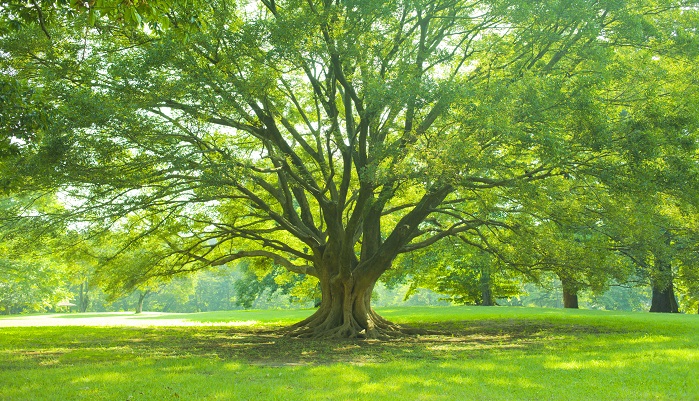 調べてみた 自然に還る樹木葬のこと Lovegreen ラブグリーン