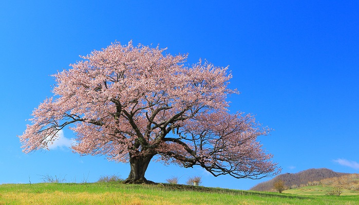 日本で一番馴染みがあるのは、墓石を墓標にした埋葬方法ですね。樹木葬とは、樹木を墓標とした埋葬方法です。「自然に還る」「植物に生まれ変わる」というイメージをお持ちの方におすすめの埋葬方法です。一言で樹木葬と言っても、様々なタイプがあります。  里山型樹木葬 里山の規定の場所に埋葬するタイプの樹木葬です。自然の地形をそのまま活かしていることが多く、持続可能なことが特徴となっています。霊園によって、墓石の代わりに樹木を１本植えるところと、もともとある樹木の周りに埋葬するところがあります。また、プレートなどを設置して目印にすることもあります。樹木葬の中では、自然に還るというイメージに一番近いでしょう。  ガーデン型樹木葬 ガーデン型樹木葬は、決められた区画の中に植物が配置されていて、そこに埋葬されるものです。墓碑がある場合が多く、都心に多い樹木葬のかたちです。専業のガーデナーと契約してメンテナンスをしている場所もあります。樹木葬と名がついていますが、実際には樹木だけではなく、草花が多く植えてある場合が多いのが特徴です。  公園型樹木葬 公園型はガーデン型と同じように、整備が行き届いていることが特徴です。ガーデン型よりも敷地が広大で、郊外にあるタイプをこう呼んで区別しています。公園型などの敷地が広い場所での埋葬の場合、大きな木を一本植樹して、その下に複数名埋葬することが一般的です。