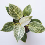 フィロデンドロン バーキンの育て方 Lovegreen ラブグリーン