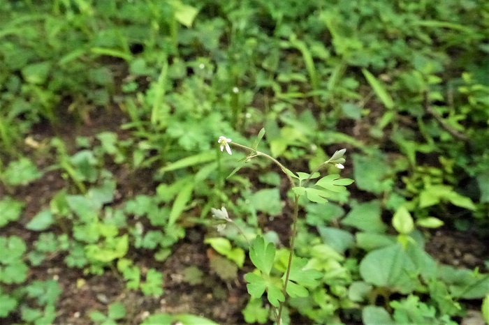 学名：Semiaquilegia adoxoides 科名：キンポウゲ科ヒメウズ属 分類：多年草 花期：4～5月  オダマキ属に分類されることもある雑草です。草丈は20～30cm程度で、山野の木洩れ日が当たる程度の半日陰に自生しています。春4～5月頃に白い花を咲かせます。俯くように咲く花は5㎜程度と非常に小さいので、気付かないことも多いようです。 花びらのように見えるものは萼（がく）で、実際の花はその中にあります。形状はオダマキの花に似ています。