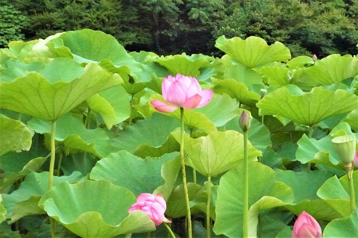 仏教だけでなく、他の宗教や国々でも蓮の花は象徴として愛されてきました。  象徴として 蓮の花は昼には閉じて、朝になると再び開くことから、太陽や創造、再生の象徴とされています。インド、ベトナムの国花とされています。  ヒンドゥー教の神クリシュナは「蓮の目をもつもの」と呼ばれている他、ラクシュミや他の神々とも関わりの深い花です。  エジプトでは 睡蓮と同様に、蓮はエジプトを象徴する花とされています。正確にはエジプトの国家は睡蓮ですが、蓮の睡蓮と併せて再生と復活の象徴とされているそうです。  ギリシャ神話 ギリシャ神話では、ニンフのロティが自らの実を守るために蓮にその姿を変えたという逸話もあります。