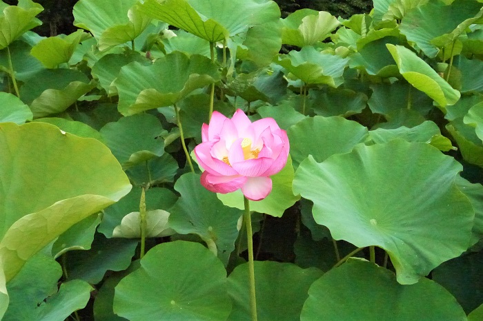 蓮（ハス） 科名：ハス科ハス属 学名：Nelmubo nucifera 英名：Lotus 分類：多年生水生植物 草丈：水面から1.5～2m 花期：7月 蓮の花は夏、初夏というには暑くなってから、でもうだるような真夏の暑さになる前という頃に咲き始めます。季節は7月頃です。7月の後半のこともあれば前半のこともあります。その年の気温によって変わります。  水面からすーっと伸びた茎の先に青々とした大きな丸い葉を開かせます。その葉の間から葉よりも高く、すーっと茎を伸ばし明るいピンク色の花を咲かせます。白花種もあります。  家庭で育てやすいサイズの小型の「チャワンバス」という種類もあります。