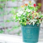 秋ならではの植物をベースに、実ものやカラーリーフをプラスして寄せ植えを作りました。オータムカラーとして、ジニアやトウガラシのオレンジ色に相性がピッタリの赤と、落ち着きのあるグリーンのブリキ鉢を合わせて秋を先取りし、寒くなるまで長く楽しめるように組み合わせています。今回は、プロトリーフガーデンアイランド玉川店スタッフの垂井愛さんに教わりました。